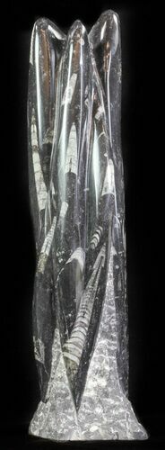 Tall Tower Of Polished Orthoceras (Cephalopod) Fossils #61315